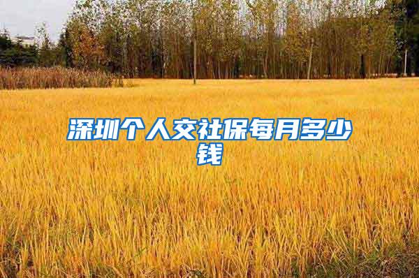 深圳个人交社保每月多少钱