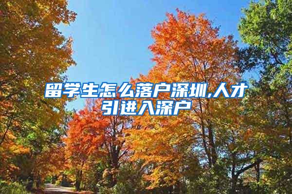 留学生怎么落户深圳,人才引进入深户