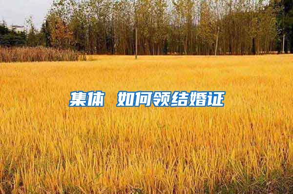集体 如何领结婚证