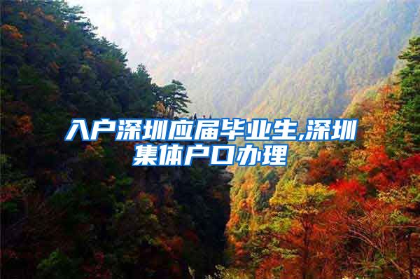 入户深圳应届毕业生,深圳集体户口办理